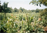 e8a6aeb4-Bibinje 103.jpg